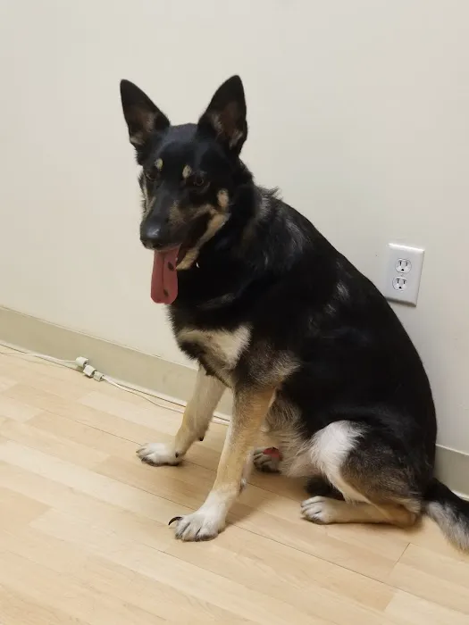 Cinema Veterinary Centre Picture 5