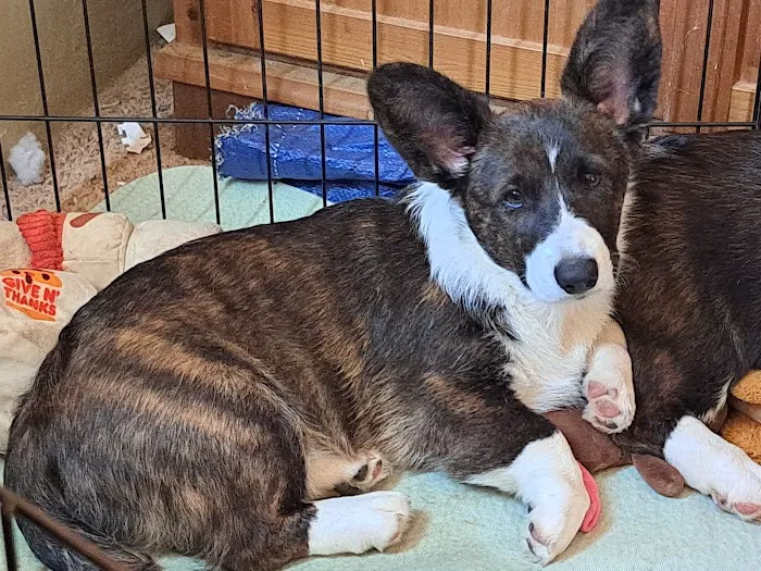 TAGS Veterinary Clinic Picture 1