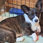 TAGS Veterinary Clinic