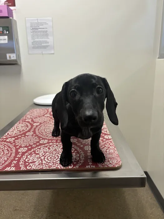 Vetco Total Care Animal Hospital Picture 4