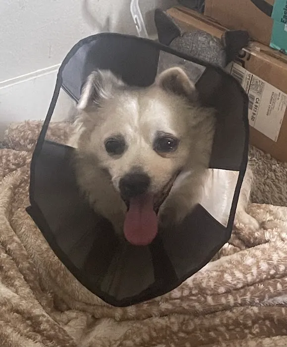 Vetco Total Care Animal Hospital Picture 8