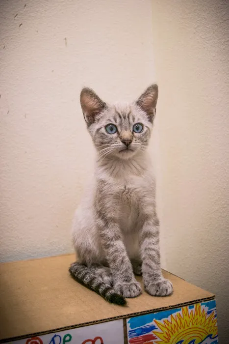 Heaven on Earth Animal Clinic Picture 1