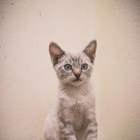 Heaven on Earth Animal Clinic ico