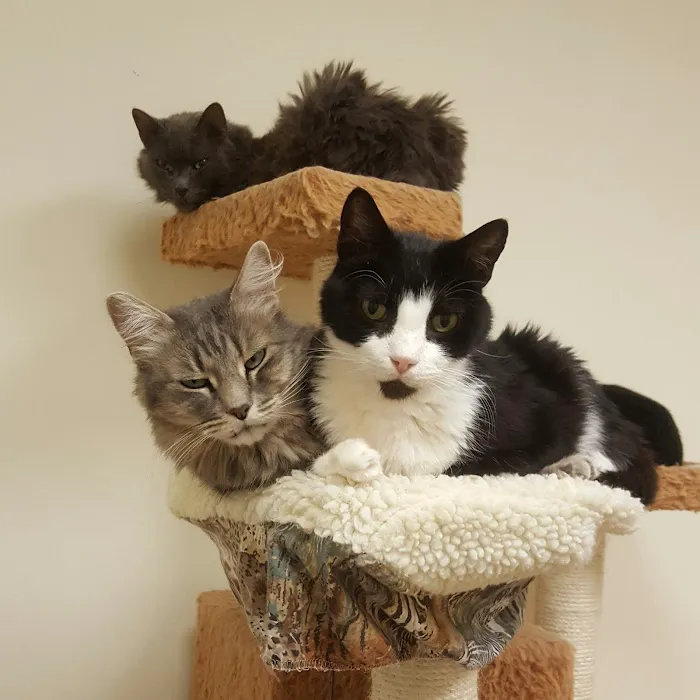 Heaven on Earth Animal Clinic Picture 4