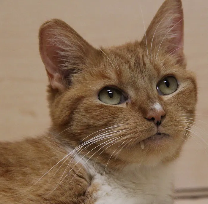 Heaven on Earth Animal Clinic Picture 10