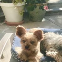 Nordhoff Veterinary Hospital ico