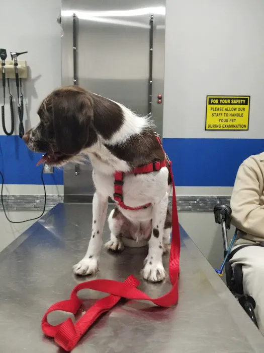 Value Vet Canoga Park Picture 5