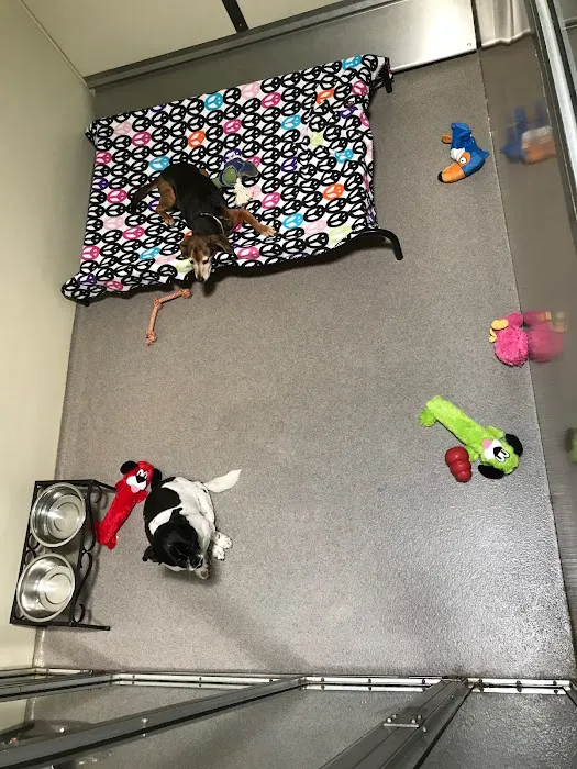 VCA Chatsworth Veterinary Center Picture 3