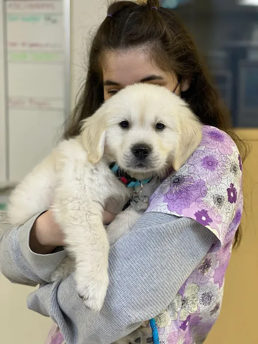 VCA Chatsworth Veterinary Center Picture 4