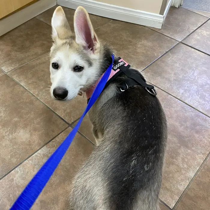 VCA Chatsworth Veterinary Center Picture 6