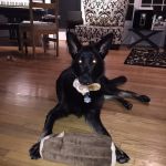 Gemcore Veterinary Services