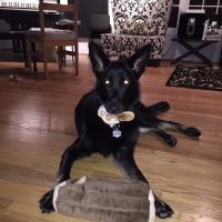 Gemcore Veterinary Services ico