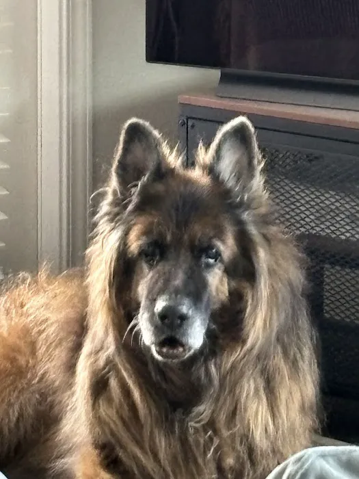 Gemcore Veterinary Services Picture 8
