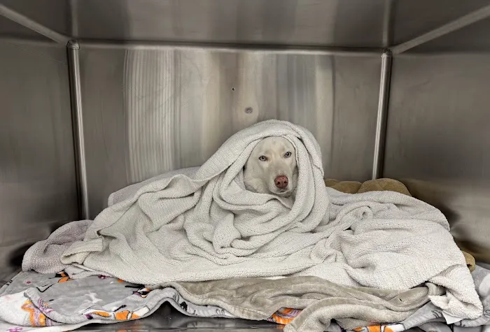 Topanga Veterinary Clinic Picture 5