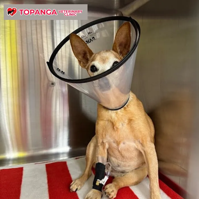 Topanga Veterinary Clinic Picture 8