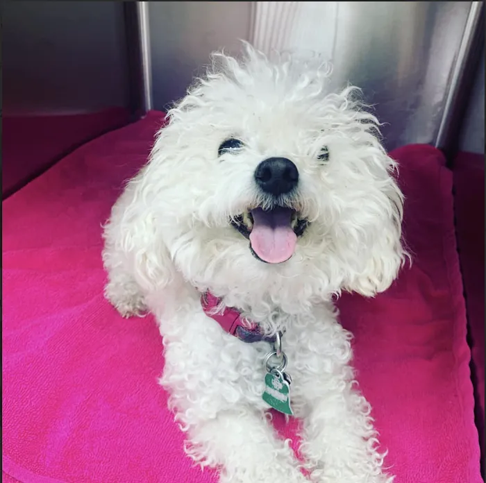 Topanga Veterinary Clinic Picture 9