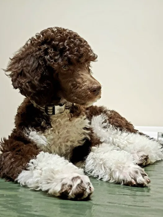 Altadena Pet Hospital Picture 3