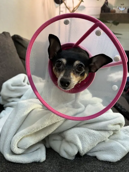 Altadena Pet Hospital Picture 4