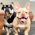 Warner Center Pet Clinic