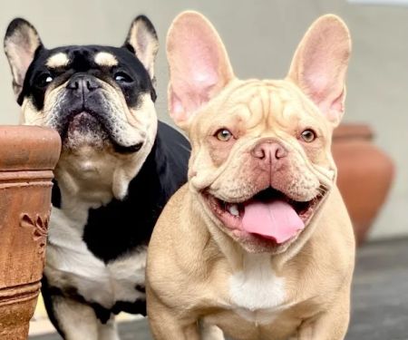 Warner Center Pet Clinic