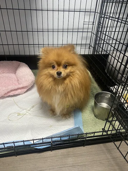 Warner Center Pet Clinic Picture 4