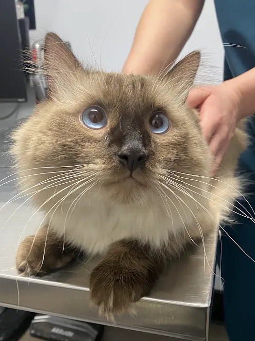 Warner Center Pet Clinic Picture 2