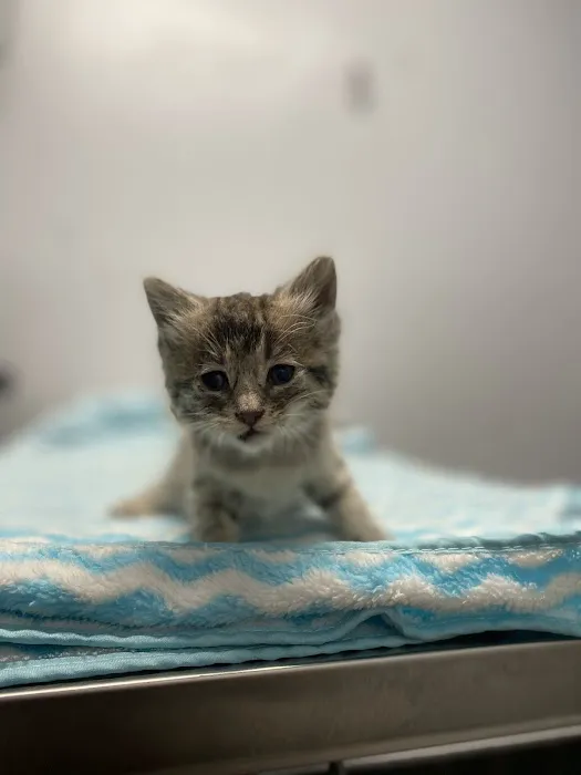 Warner Center Pet Clinic Picture 3