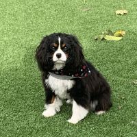 Woodland Hills Pet Clinic ico