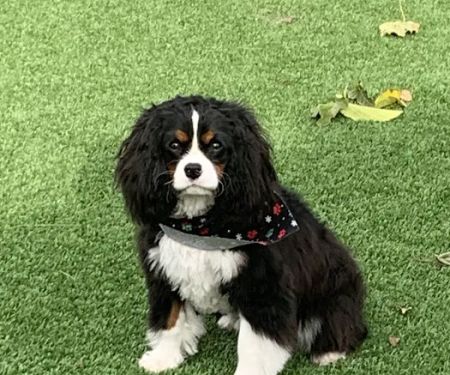 Woodland Hills Pet Clinic