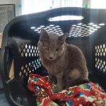 Veterinary Cancer Group SFV, A Thrive Pet Healthcare Partner
