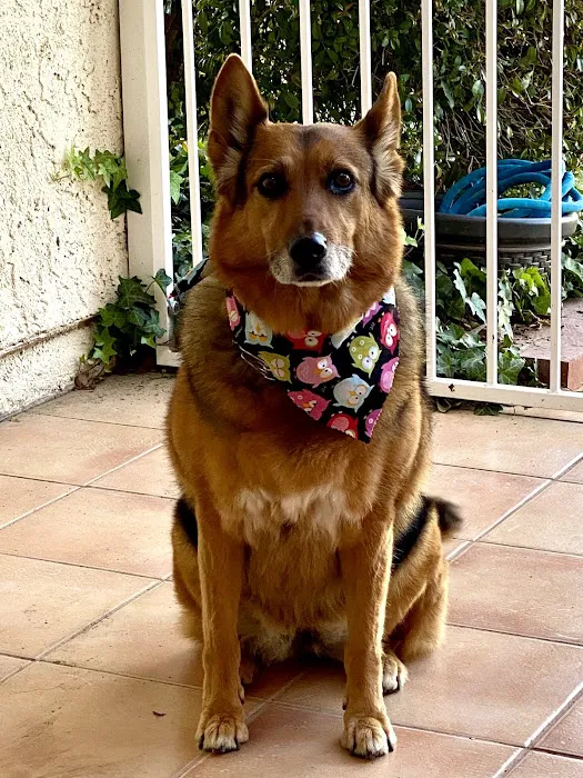 Veterinary Cancer Group SFV, A Thrive Pet Healthcare Partner Picture 6
