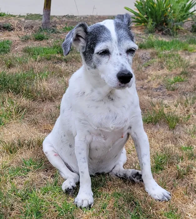 Veterinary Cancer Group SFV, A Thrive Pet Healthcare Partner Picture 7
