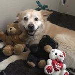 Canoga Park Veterinary Center