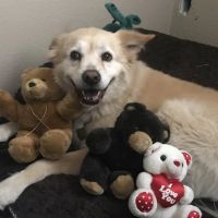 Canoga Park Veterinary Center ico