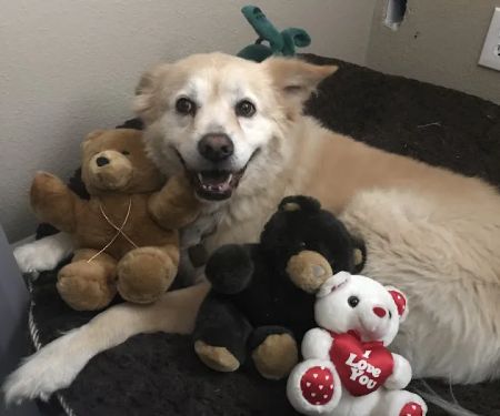 Canoga Park Veterinary Center