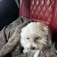Dog and Cat Imaging Center ico