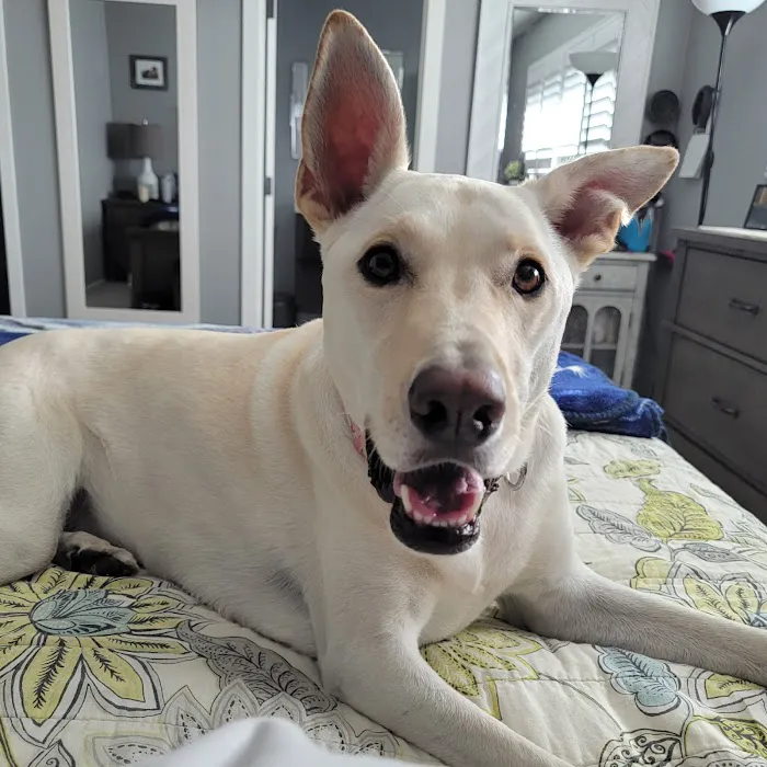 Archibald Pet Hospital Picture 1