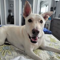 Archibald Pet Hospital ico