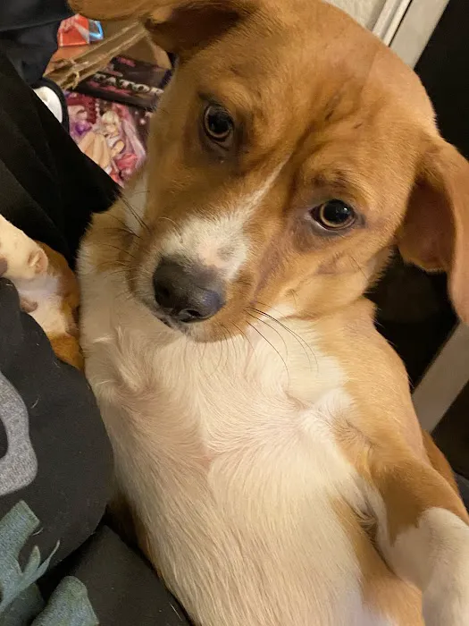 Archibald Pet Hospital Picture 4