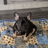 Banfield Pet Hospital ico