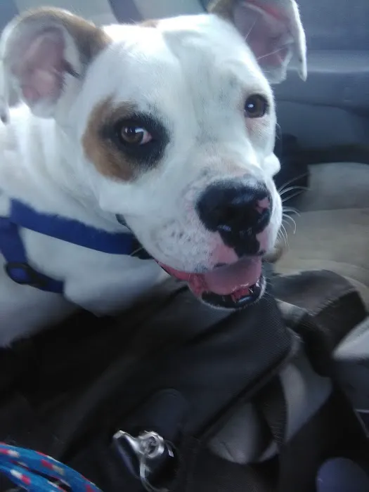 Banfield Pet Hospital Picture 3