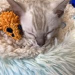 Cali Bengals