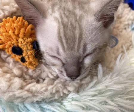 Cali Bengals