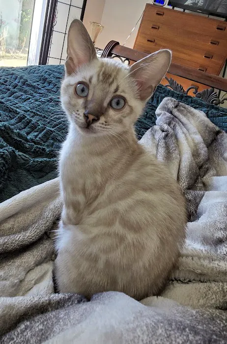 Cali Bengals Picture 2