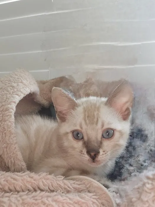 Cali Bengals Picture 4