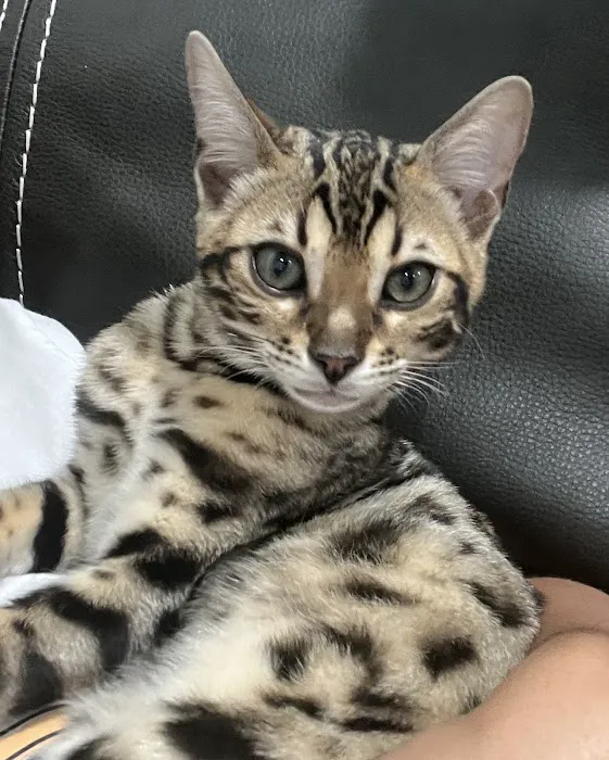 Cali Bengals Picture 10