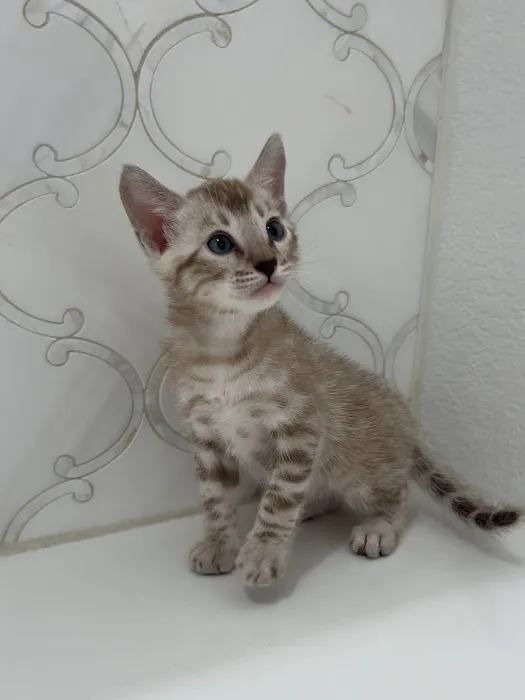 Cali Bengals Picture 9