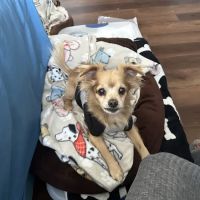 Banfield Pet Hospital ico