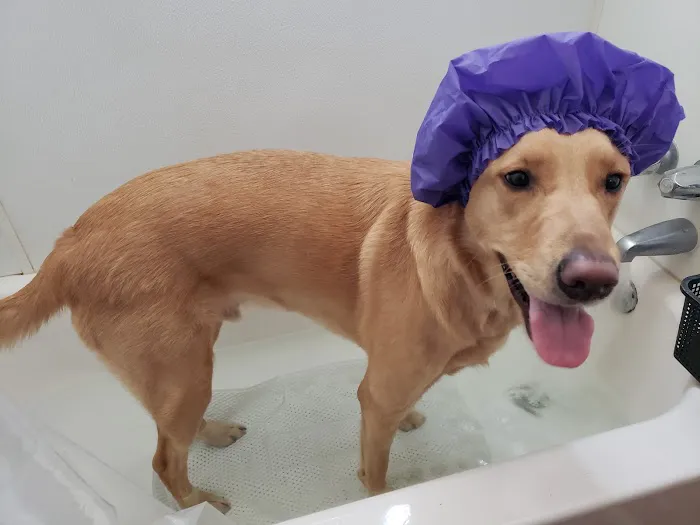 Eastvale Veterinary Hospital Picture 8