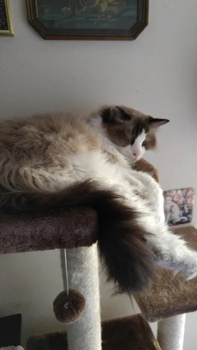 Ragnarok Cattery Picture 2